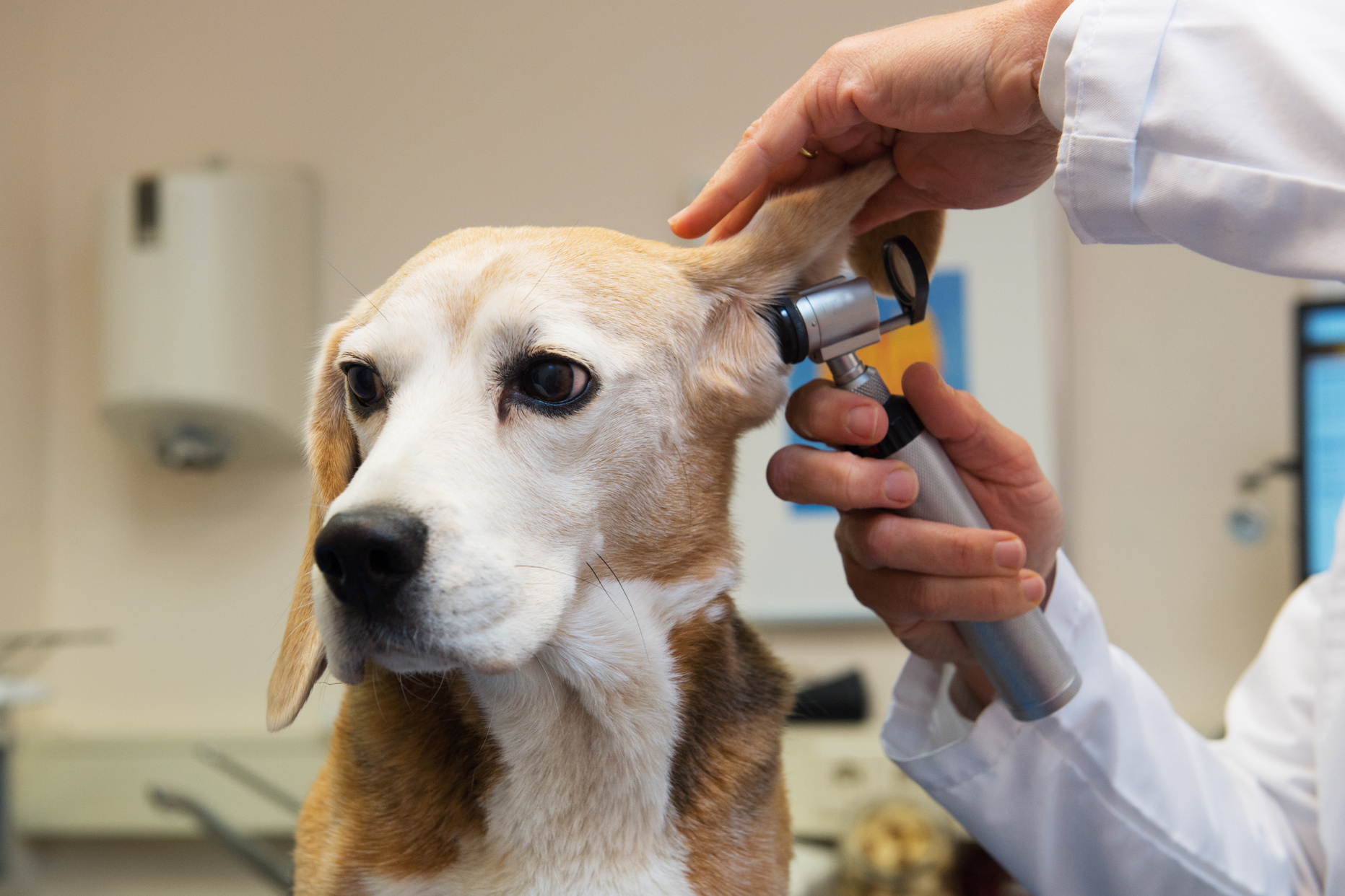 Beagle at the Veterinarian