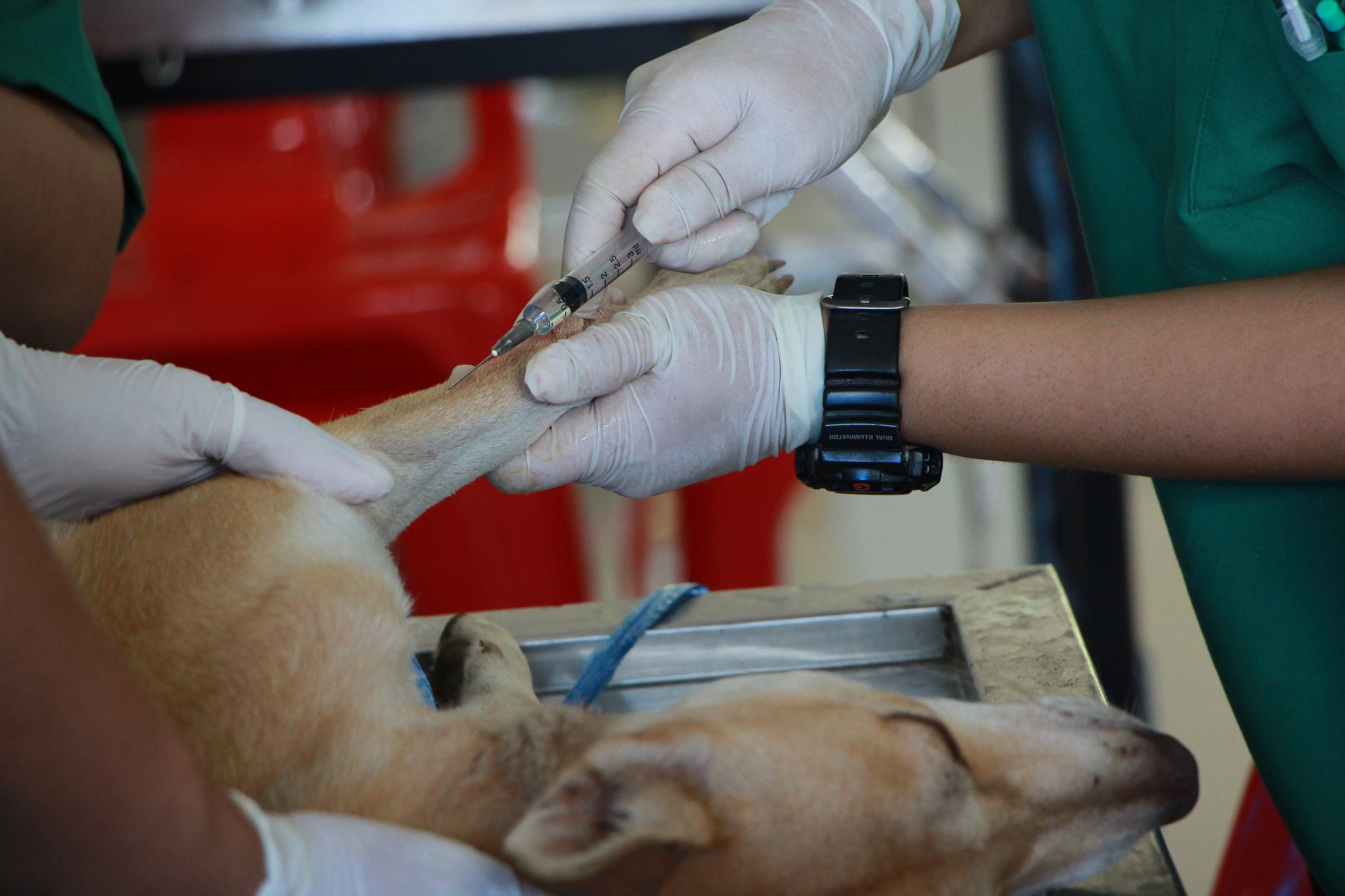 Vet Vaccinating Adult Tan Pit Bull Terrier